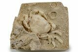 Fossil Crab (Potamon) Preserved in Travertine - Turkey #301762-2